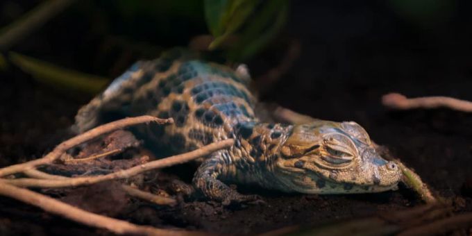 Im Zoo Zürich ist ein Breitschnauzkaiman-Baby geschlüpft. zoo zürich baby krokodil