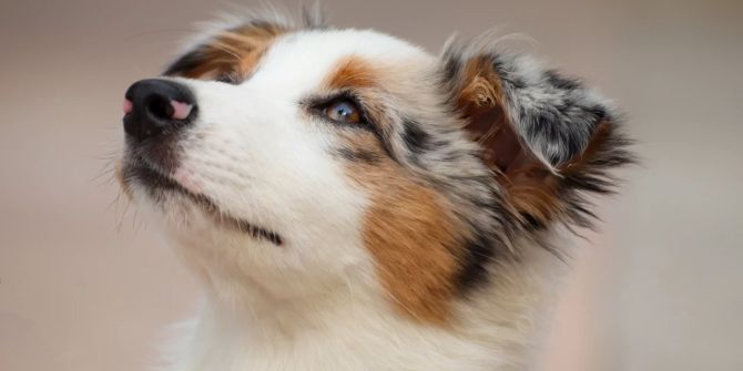Australian Shepherd