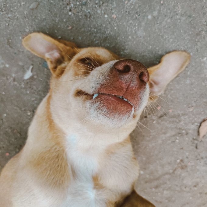 Der richtige Hund kann zu einem echten Familienmitglied werden. Egal ob aus dem Tierschutz oder vom Züchter. Hund