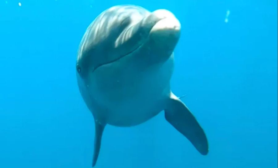 In einem Zoo in Schweden ist ein Delfin an künstlichem Seetang erstickt. (Symbolbild)