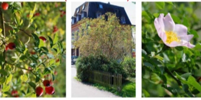 Gratis-Wildsträucher für Garten und Hecke. Wildsträucher