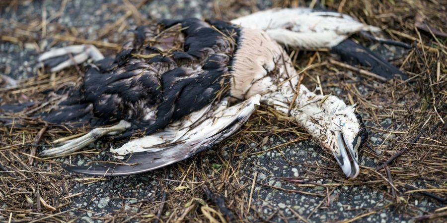 Eine Eiderente liegt tot am Strand der Nordsee. Laut Angaben eines Mitarbeiters des Küstenschutzes ist der Seevogel vermutlich an der Vogelgrippe gestorben.