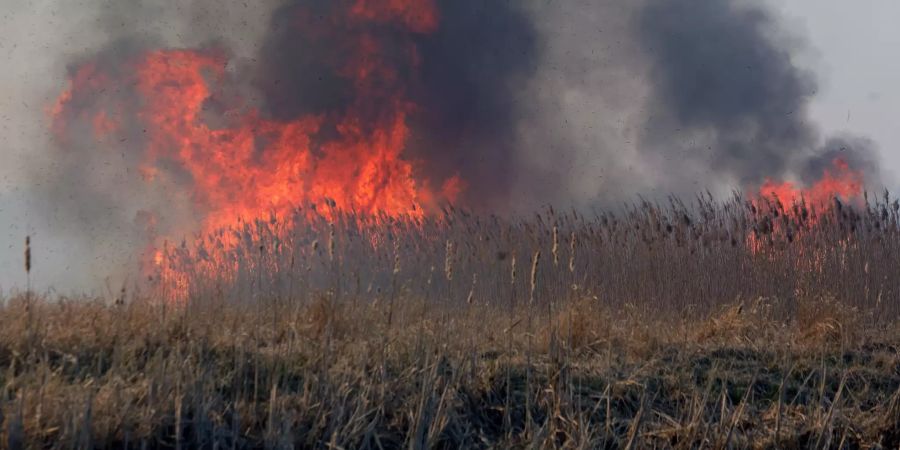 Biebrza polen Flächenbrand