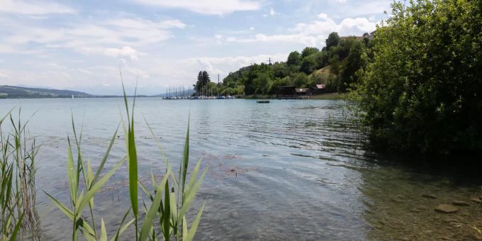 Der Hallwilersee bei Boniswil. Der Hallwilersee bei Boniswil.