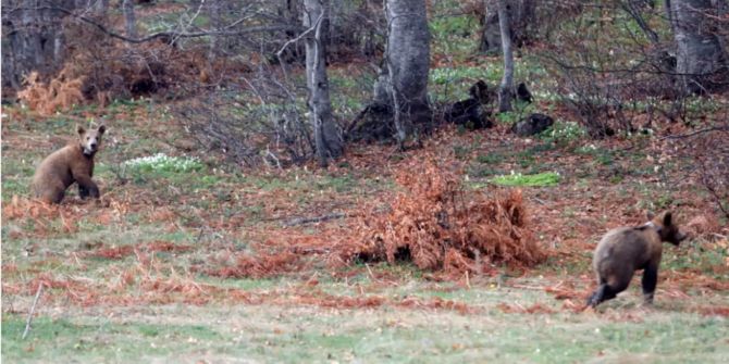 Zwei kleine Bären in Griechenland ausgewildert