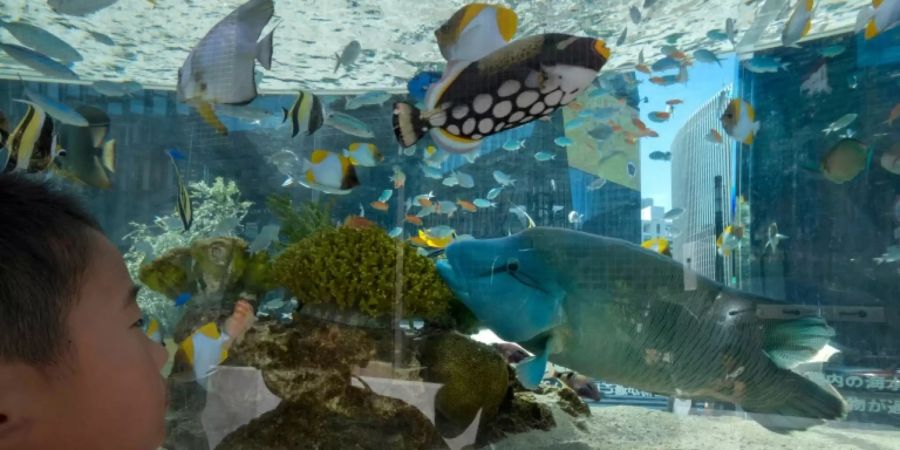 Aquarium in Japan sucht Chat-Partner für seine Aale