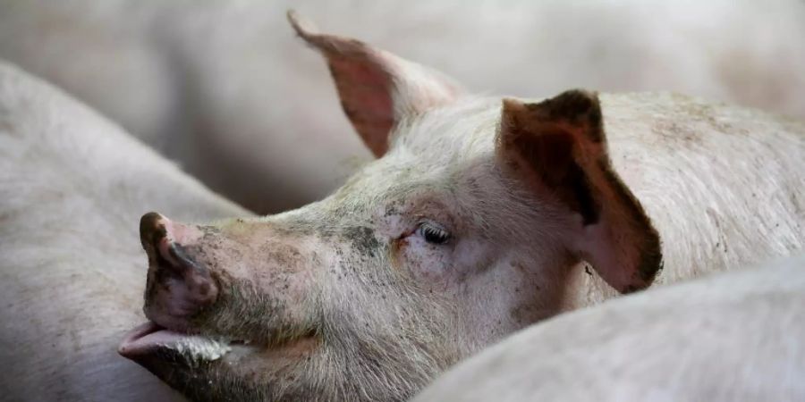 Schweine im Stall
