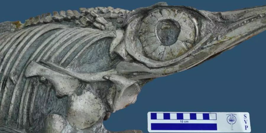 Die neu entdeckte Fischsaurier-Art Hauffiopteryx altera. Foto: D.Cortes / SMNS/Staatsliches Museum für Naturkunde Stuttgart/dpa