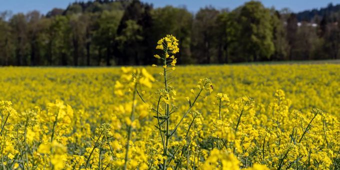 Rapsblüte in blühendem Rapsfeld bei Münsingen. Ukraine Krieg