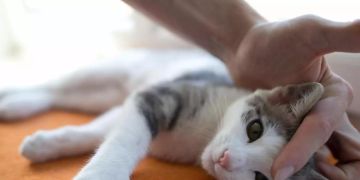 Katze Streicheln Jöö
