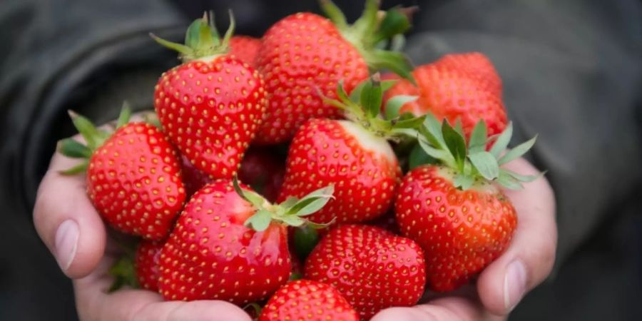 «Die Königin der Beeren gibt es bis in den Herbst aus Schweizer Anbau», schreibt der Obstverband.