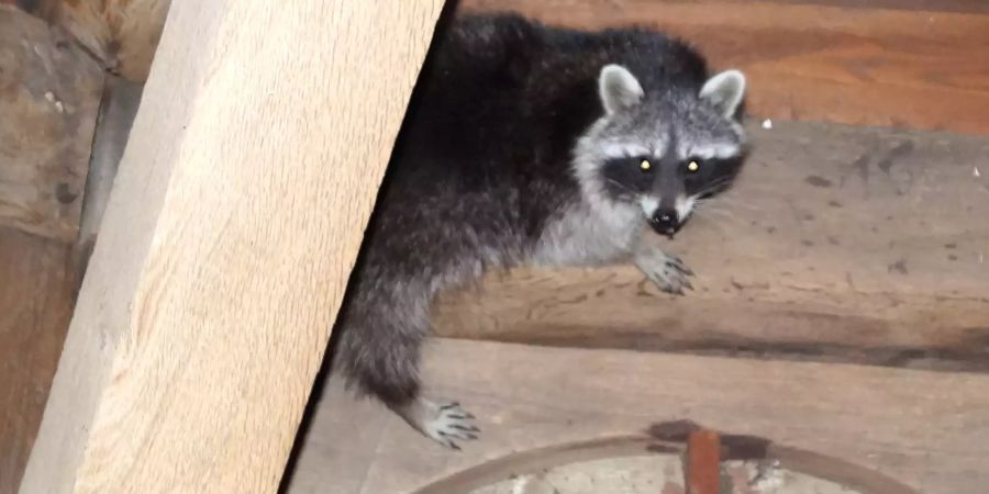 waschbär