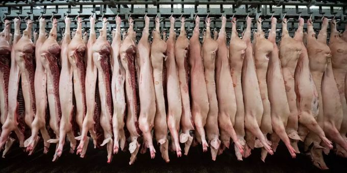 Halbierte Schweine hängen im Schlachthof. Schweine hängen im Schlachthof