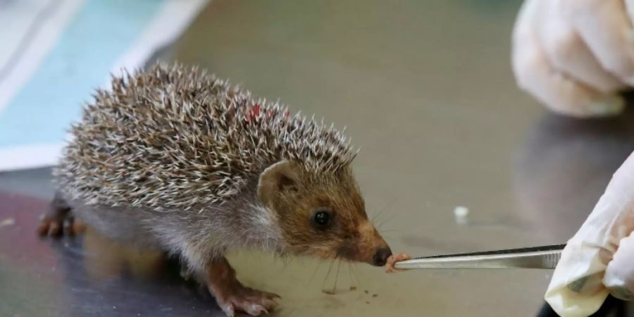 Ein Igel wird gefüttert