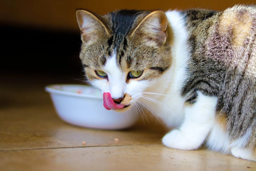 Heisshunger Katze Schilddrüse Überfunktion