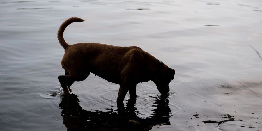 Durstig? Mit dem passenden Impfschutz ist ein Schluck Wasser aus dem See meist harmlos für Vierbeiner.