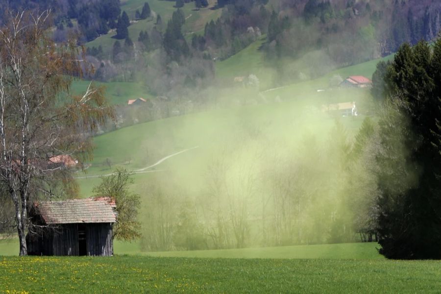 Die Gräserpollen erreichen ihre höchste Konzentration bei der aktuellen Wetterlage am Nachmittag oder am Abend. (Symbolbild)