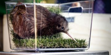 kiwi