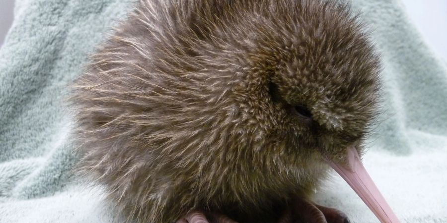 Ein fünf Tage alter Kiwi, geschlüpft in einer Aufzuchtstation an der südlichen Westküste Neuseelands.