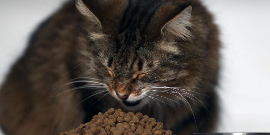 Ein Alleinfuttermittel muss alle Nährstoffe enthalten, die die Katze braucht.