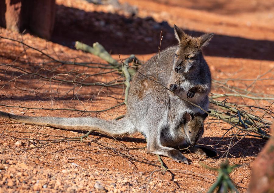 Das kleine Wallaby streckt gerne den Kopf aus dem Beutel, um sich die Welt anzusehen.