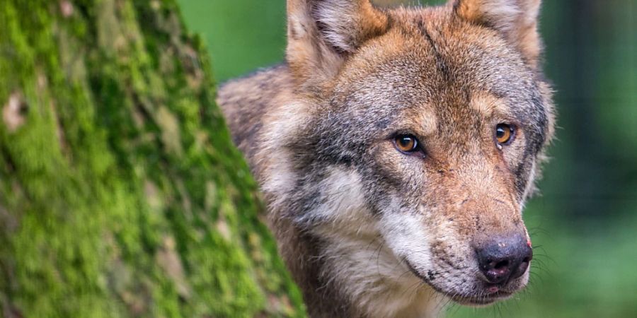 Geht es nach den Initianten, soll der Abschuss von Wölfen das ganze Jahr über und überall ausser im Nationalpark erlaubt sein. (Archivbild)