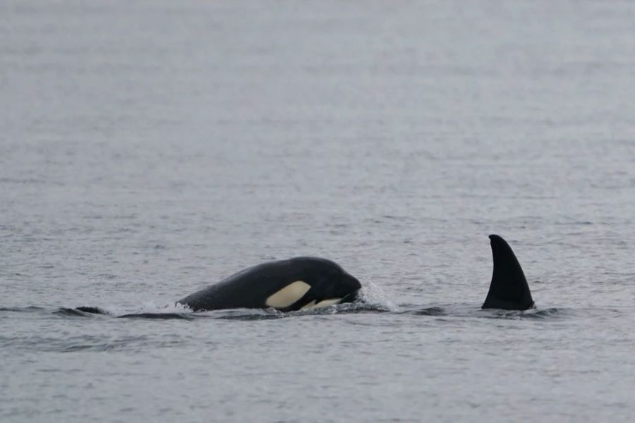 Eine Theorie besagt, dass die Orcas sich nach der Pandemie für die erneute Verringerung der Fischbestände durch Menschen «rächen» wollen.