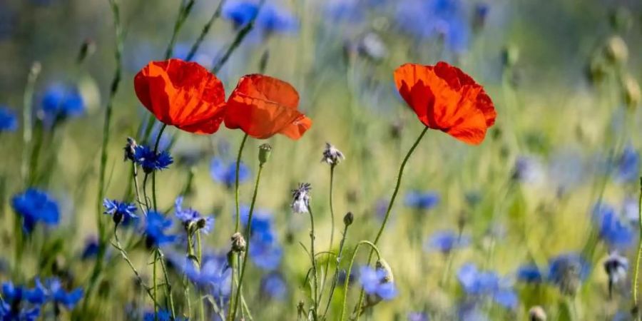 Sommerwiese: Mohnblumen leuchten zwischen Kornblumen auf einem Feld bei Lehrte. Foto: Peter Steffen