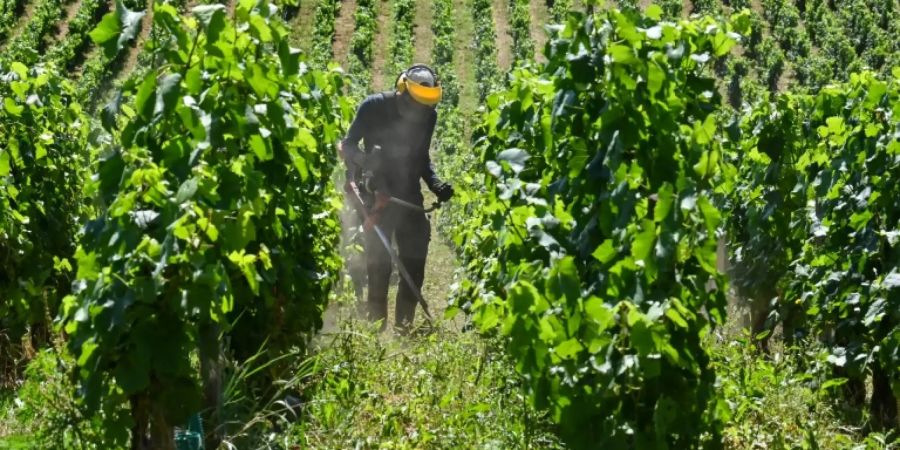 Winzer in Frankreich