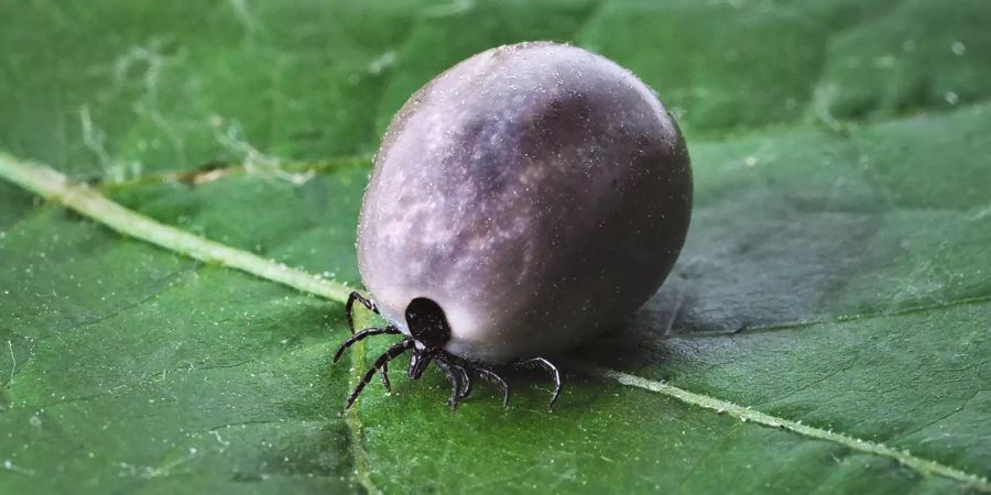 Diese Zecke ist mit Blut vollgesogen. An ihr Opfer hat sie möglicherweise Borreliose-Erreger weitergegeben. Pixabay / JerzyGorecki