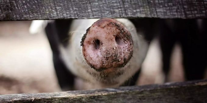 Eine Schweineschnauze guckt zwischen einem Zaun hervor. Schwein