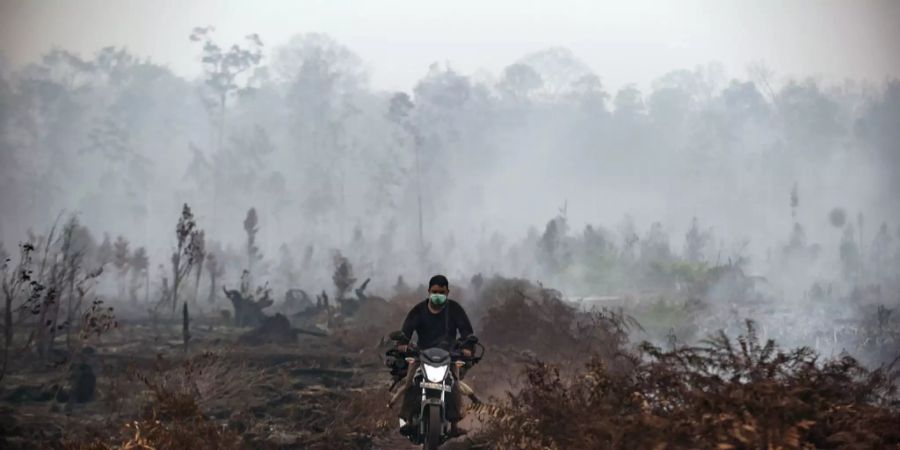 waldbrände indonesien