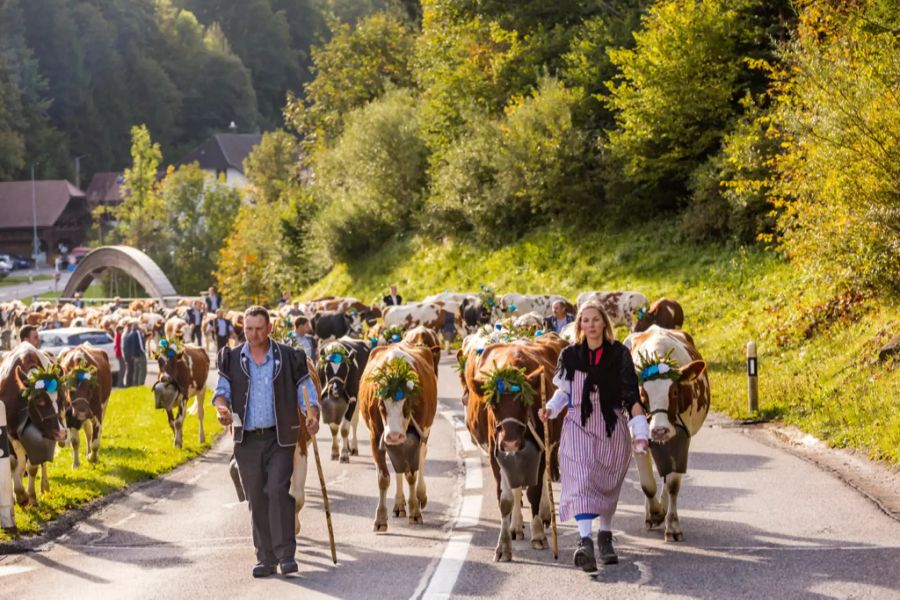 Der idyllische Schwarzsee und die Freiburger Alpen sorgen für deine prächtige Kulisse für diesen Alpabzug.