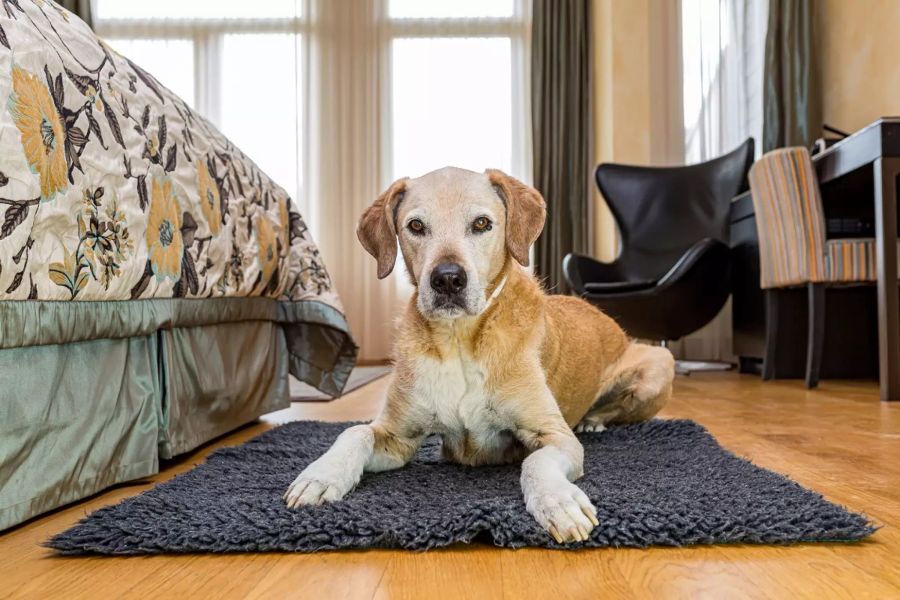 Hund im Lenkerhof