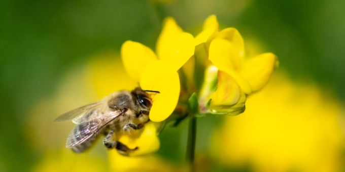 Eine Biene in einer Wiesenblume. Intergovernmental Platform on Biodiversity and Ecosystem Services
