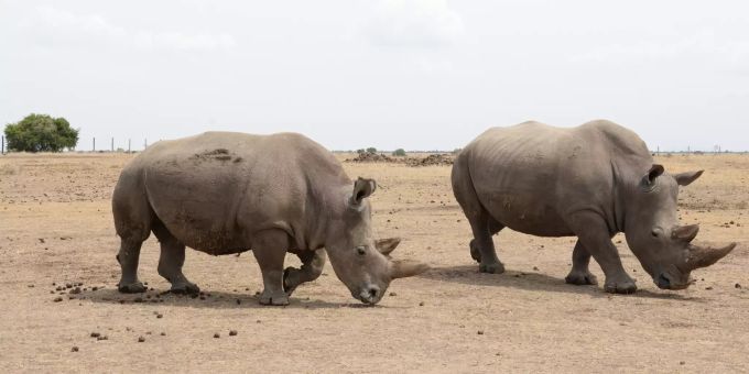 Eines der beiden letzten verbliebenen weiblichen Nördlichen Breitmaulnashörner (l) und das weibliche südliche Breitmaulnashorn Tauwa stehen in dem Wildtierreservat Ol Pejeta nebeneinander. (Archivbild) nördliches breitmaulnashorn