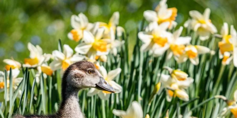 Trotz Sonnenschein und blauem Himmel ist der Frankfurter Palmengarten wegen der Corona-Epidemie für die Öffentlichkeit geschlossen. Foto: Frank Rumpenhorst/dpa
