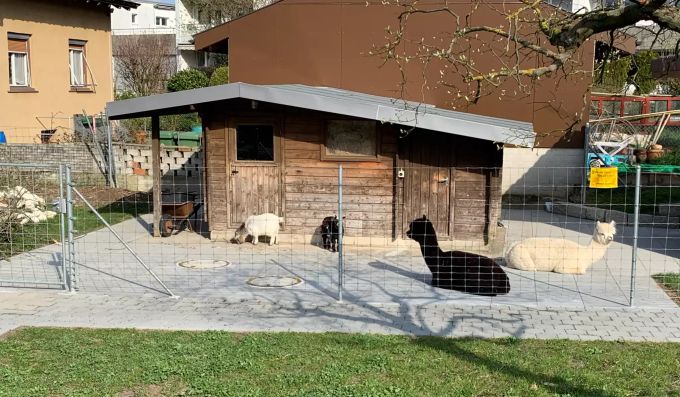 Ziegen und Alpakas wohnen nun gemeinsam im Altersheim Brüggli. Altersheim Brüggli Dulliken
