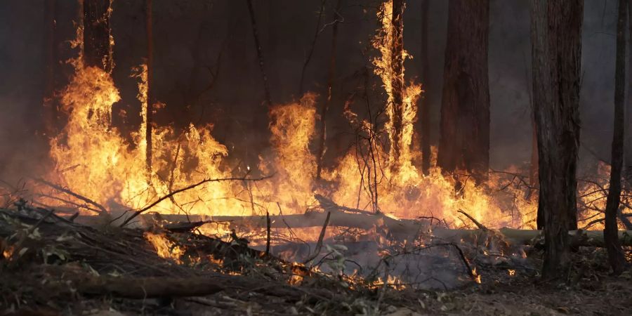 Australien Buschfeuer