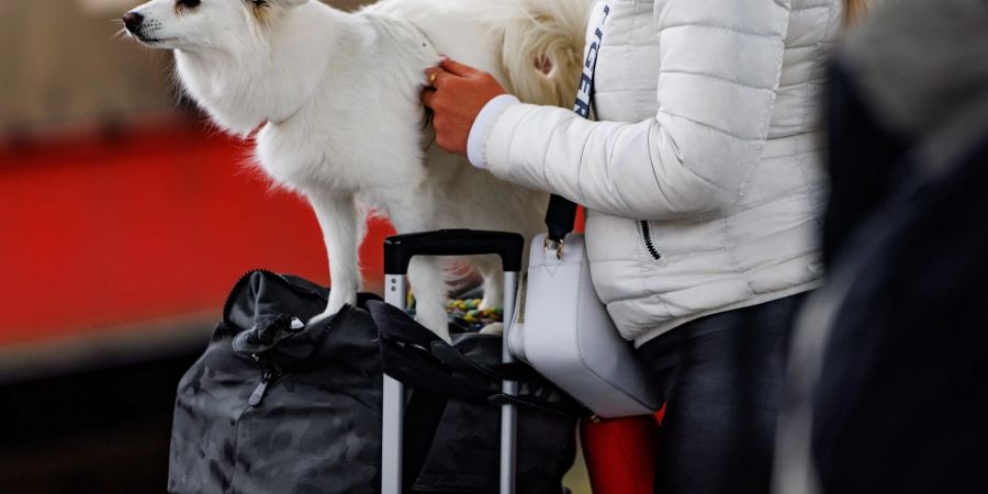 Für grössere Hunde wird die Hälfte des Fahrpreises eines normalen Tickets fällig.