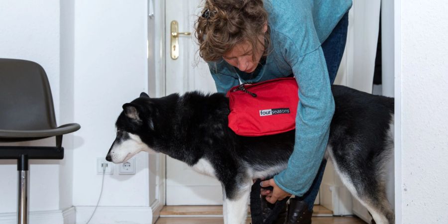 Hunde sollten auf Gassirunden langsam ans Tragen der Packtasche gewöhnt werden.