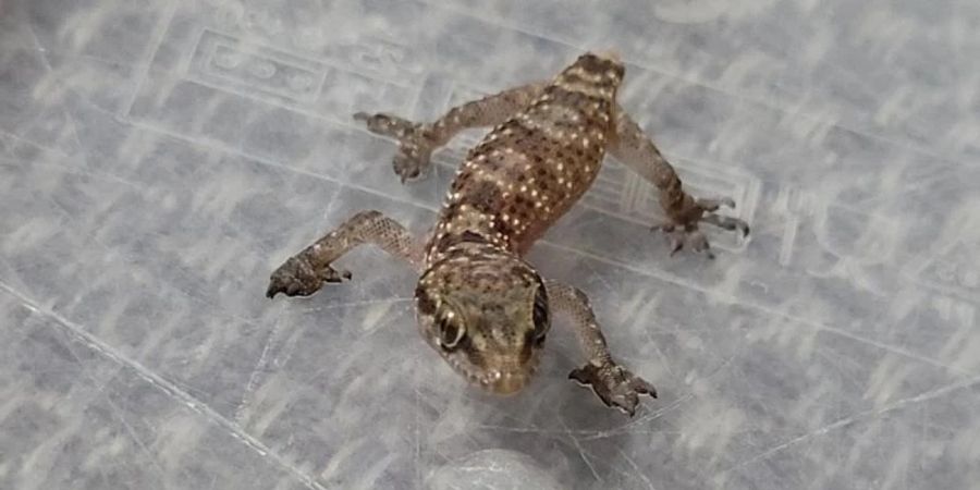 gecko