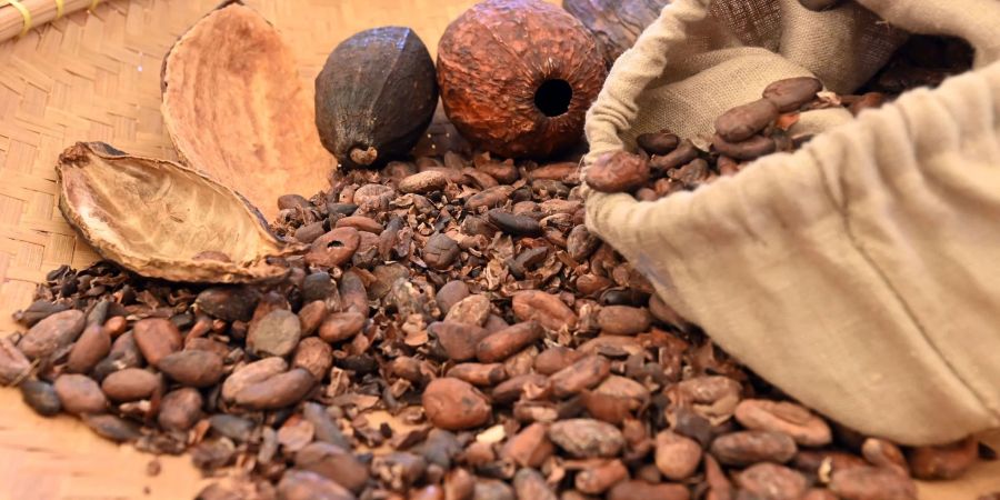 70 Prozent des weltweiten Kakaos kommt aus Westafrika. Doch unter welchen Umständen wird es produziert? Das EU-Lieferkettengesetz soll das nun kontrollieren.