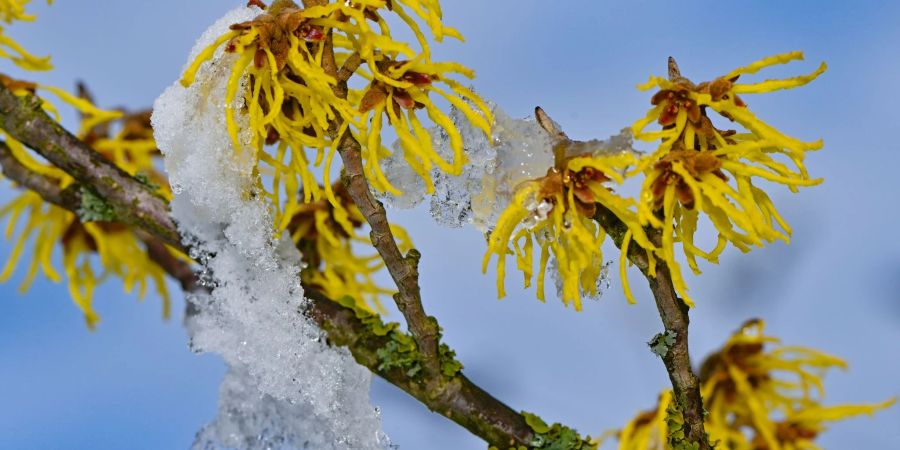 Schnee bedeckt teilweise die gelben Blüten einer Zaubernuss.