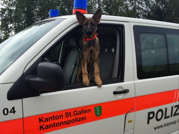 Polizeihund der Kantonspolizei St. Gallen. Hund