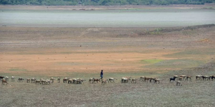 Hirte mit Herde in ausgetrocknetem See bei Chennai