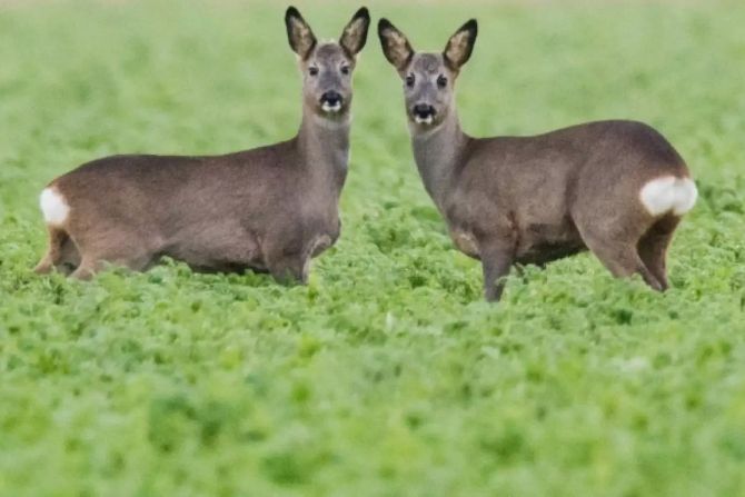 rehe friedhof