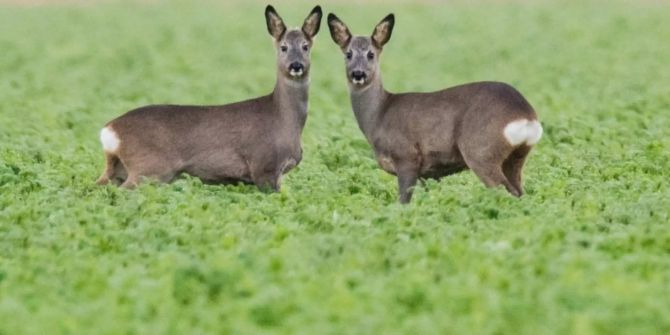 rehe friedhof