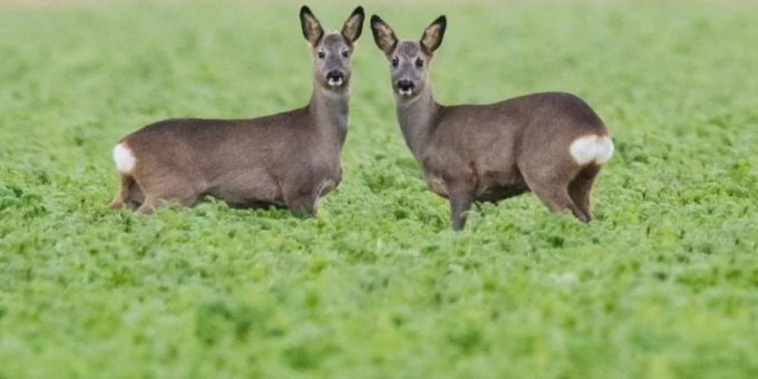 Rehe auf einem Feld. (Symbolbild) rehe friedhof
