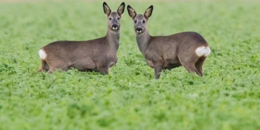 Rehe auf einem Feld in Niedersachsen